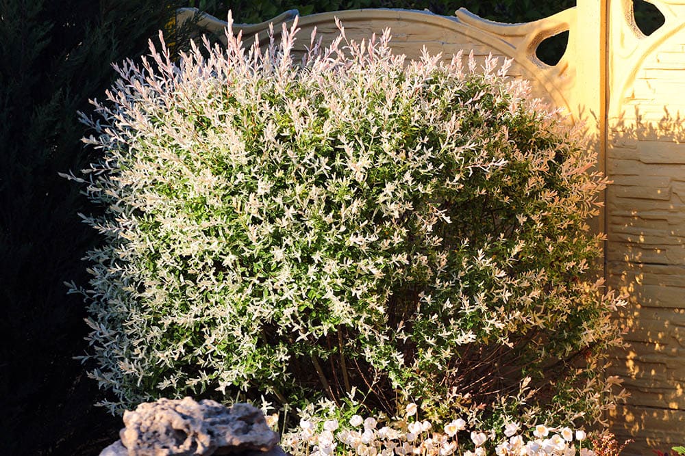 dappled willow in the garden
