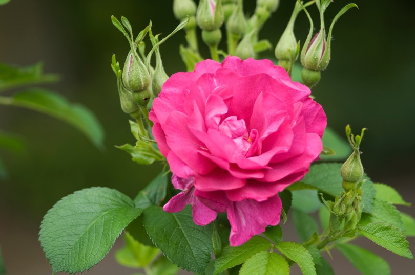 18-types-of-red-roses-with-pictures-house-grail