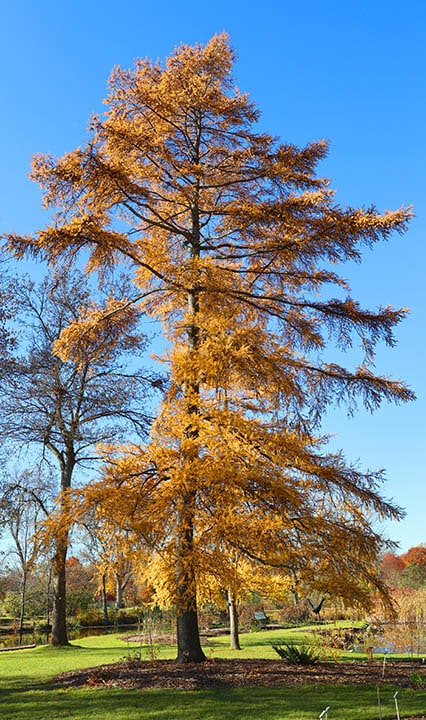 eastern larch