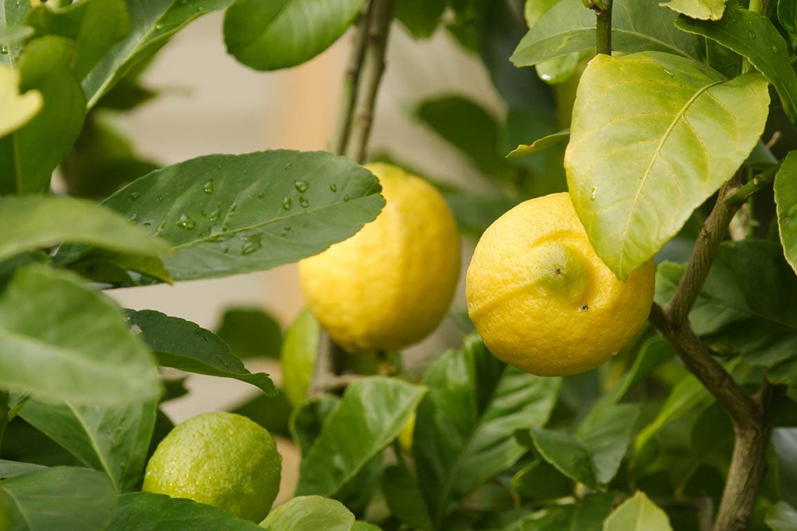 15 Different Types of Lemon Trees (With Pictures) House Grail