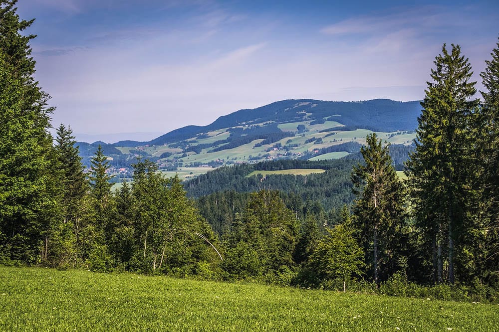 types of fir trees in washington