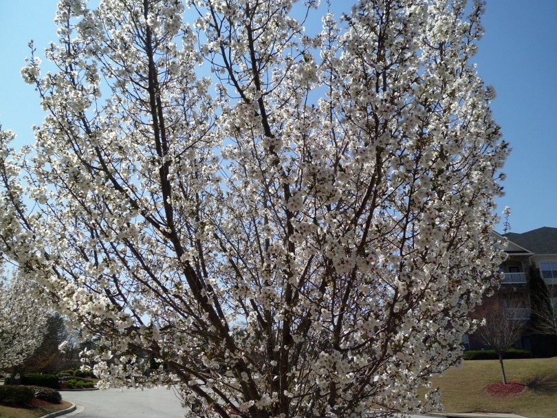 how much does a dogwood tree grow each year