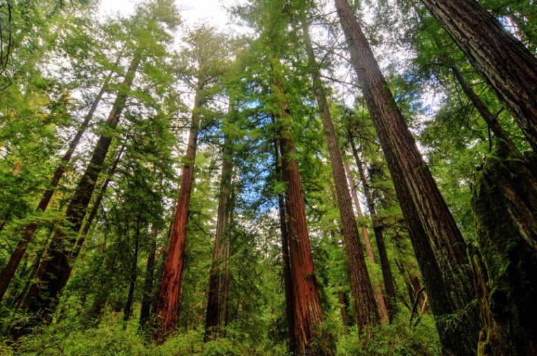 12-types-of-redwood-trees-with-pictures-house-grail