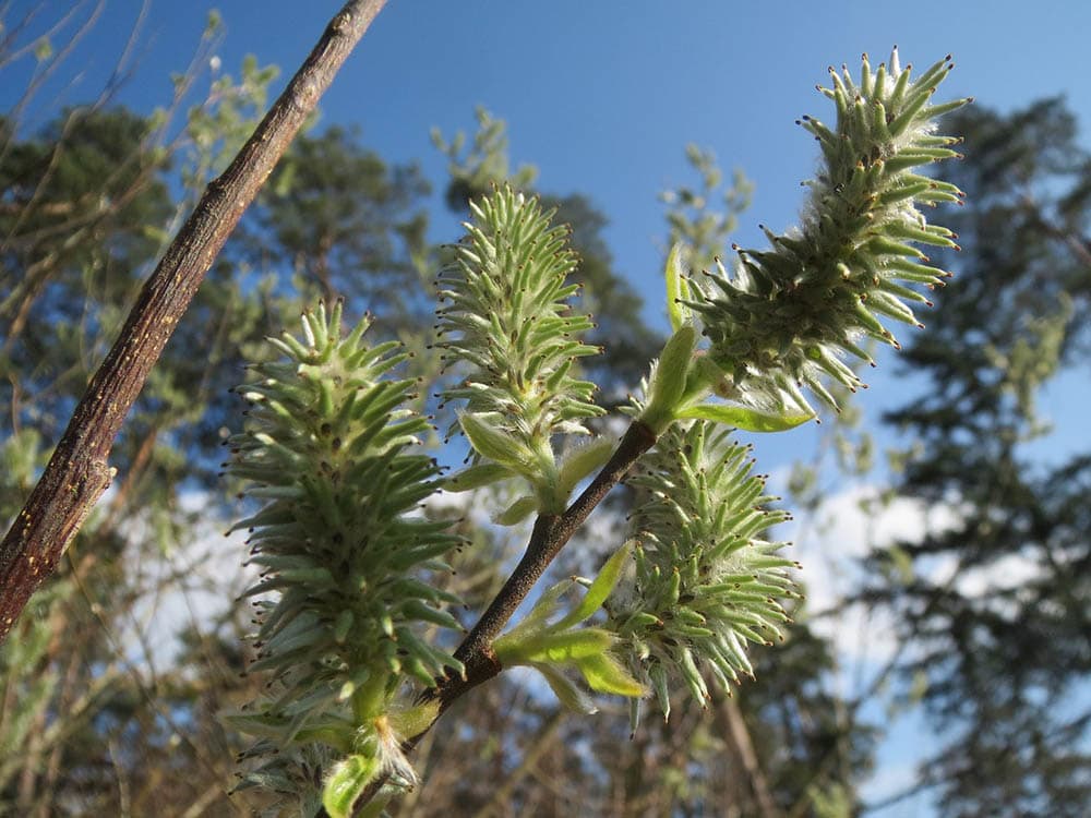 goat willow up close