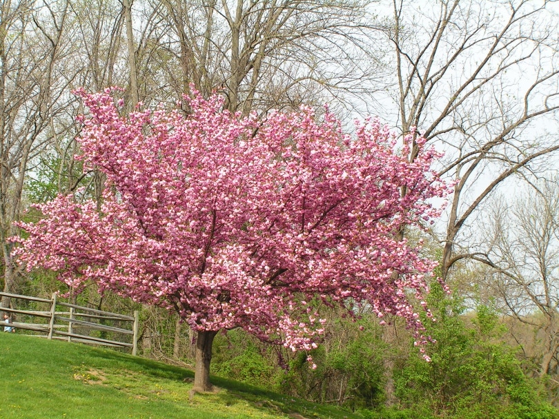 kwanzan cherry tree