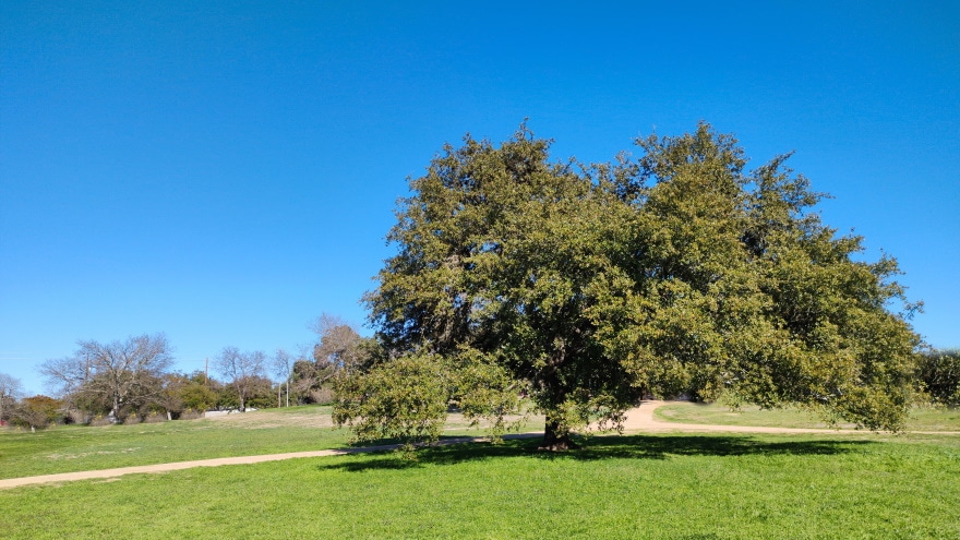 live oak tree in meadows