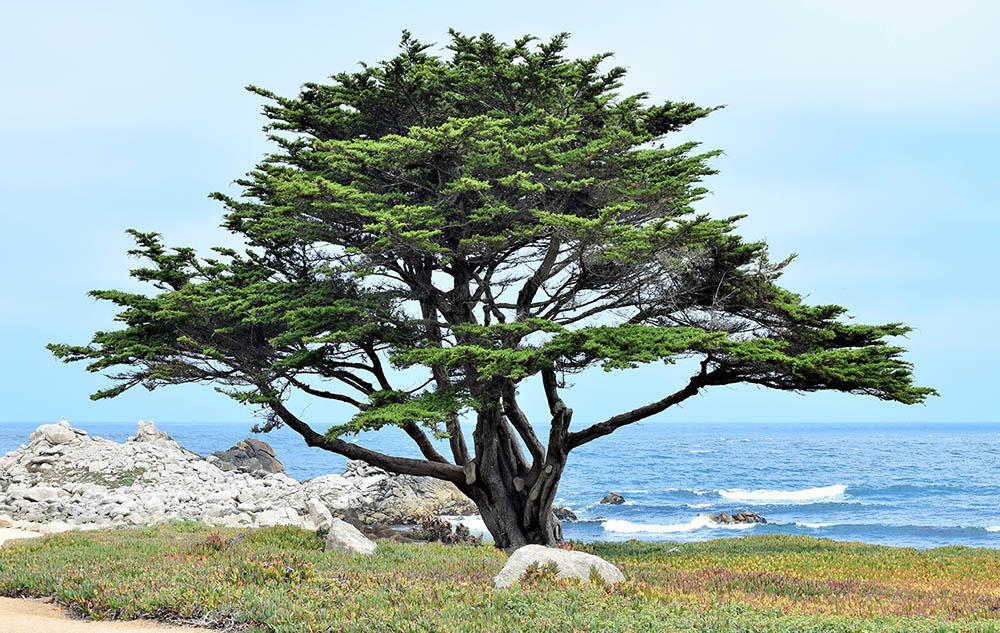 Monterey Cypress tree
