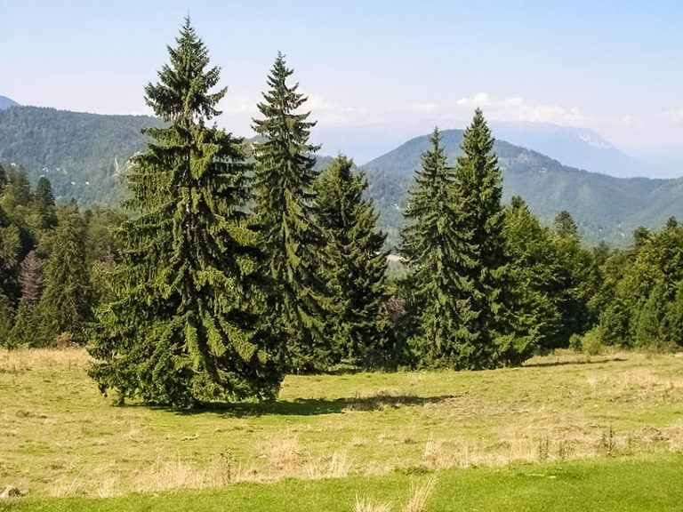 9 Different Types of Conifer Trees (With Pictures) | House Grail