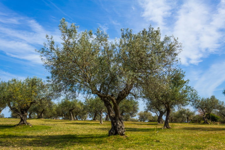 15 Different Types Of Olive Trees With Pictures House Grail 15 Different Types Of Olive Trees With Pictures House Grail