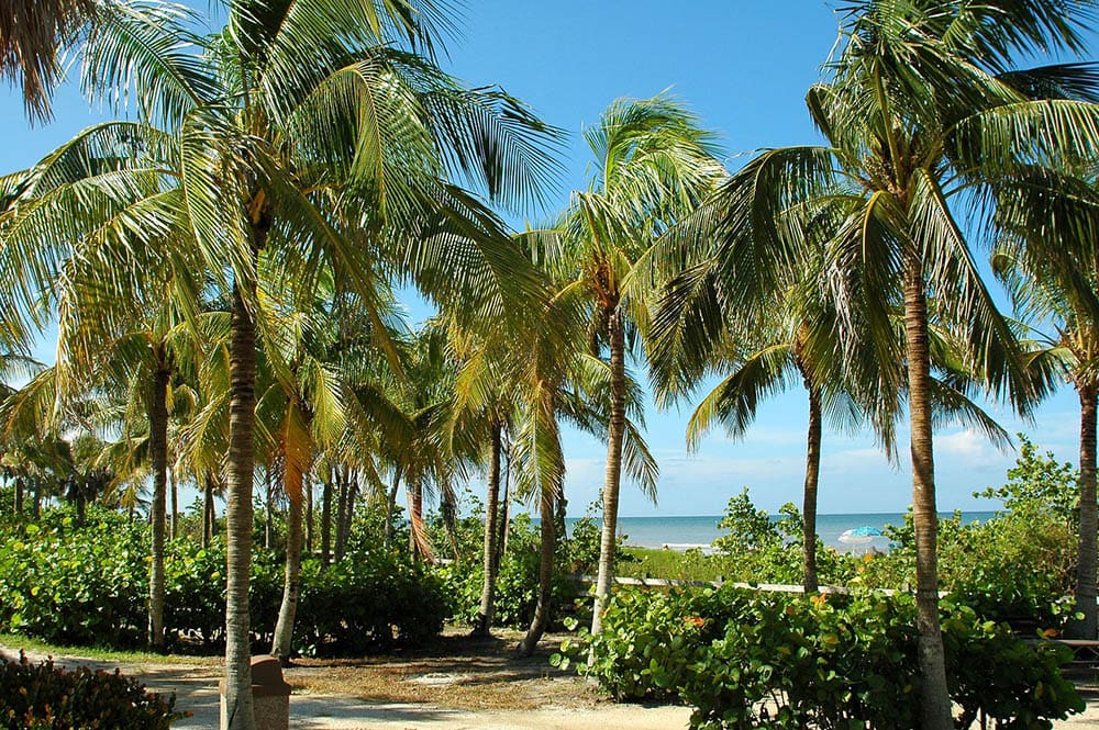 Palm Tree History In Florida