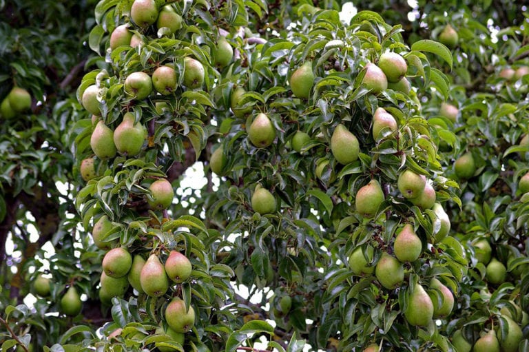 15 Types Of Pear Trees With Pictures House Grail