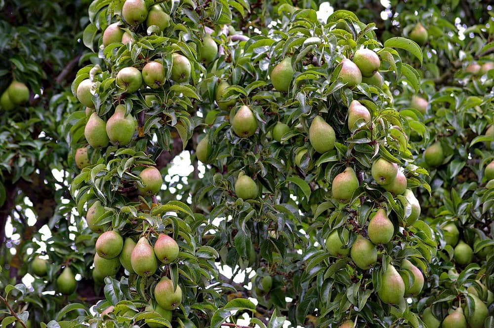 15 Types of Pear Trees (with Pictures) | House Grail