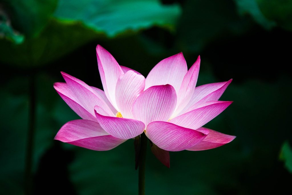 36 Different Types of Lotus Flowers (With Pictures) House Grail