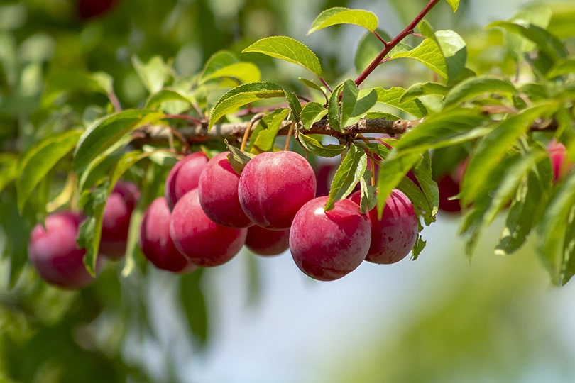 26 Types of Trees in Wisconsin (With Pictures) | House Grail