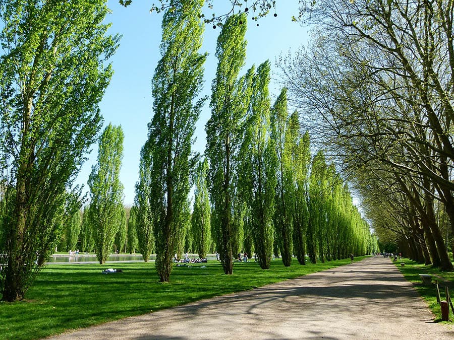 canadian poplar tree