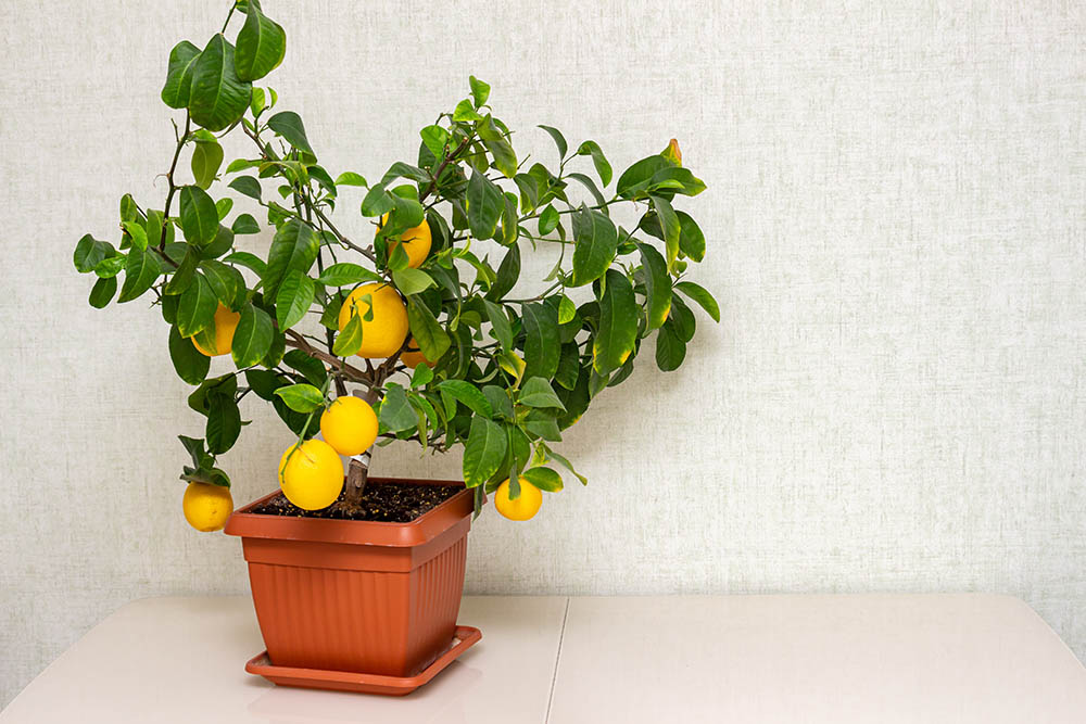 15 Different Types of Lemon Trees (With Pictures) | House Grail