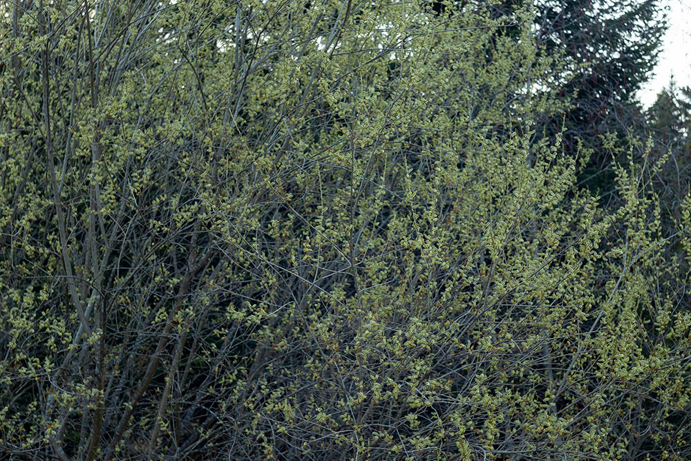purple osier willow