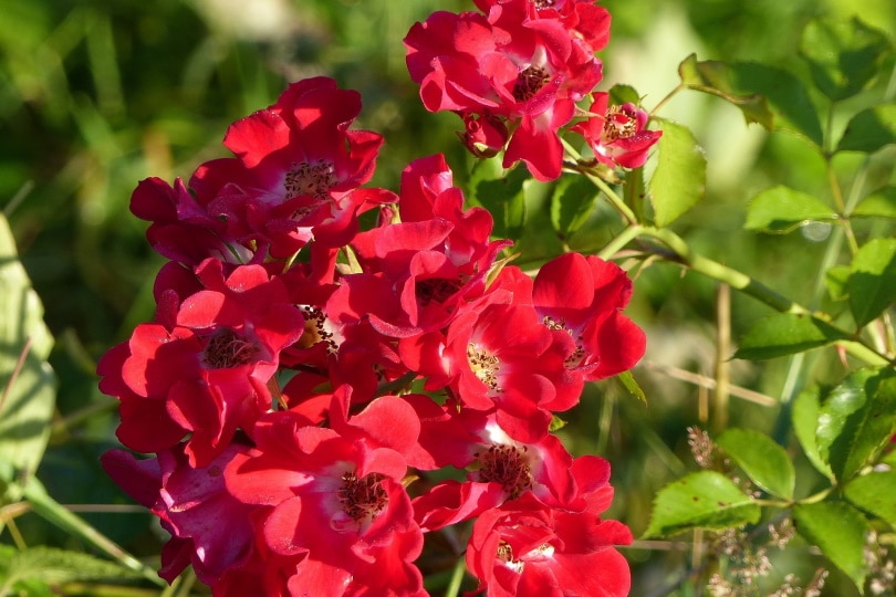 18-types-of-red-roses-with-pictures-house-grail