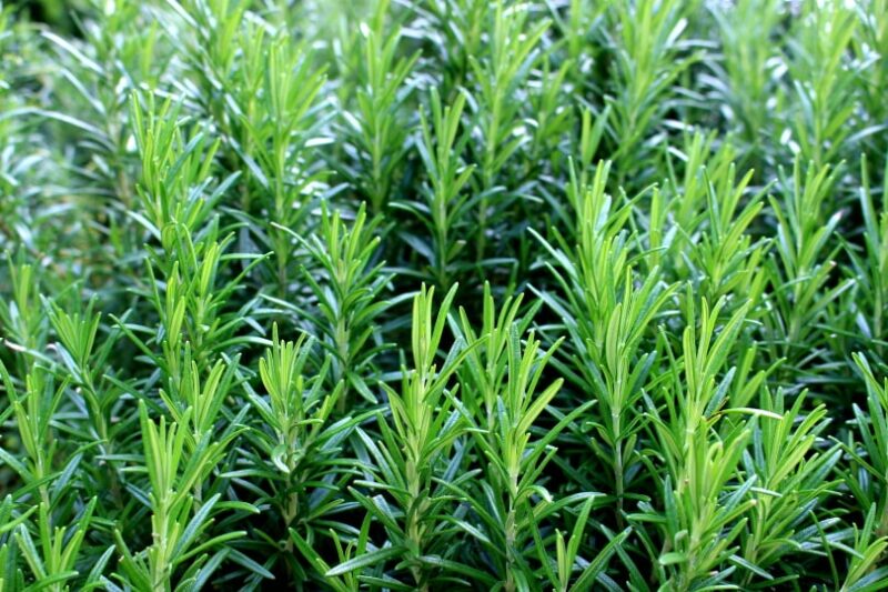 11 Different Types of Rosemary Plants (With Pictures) House Grail