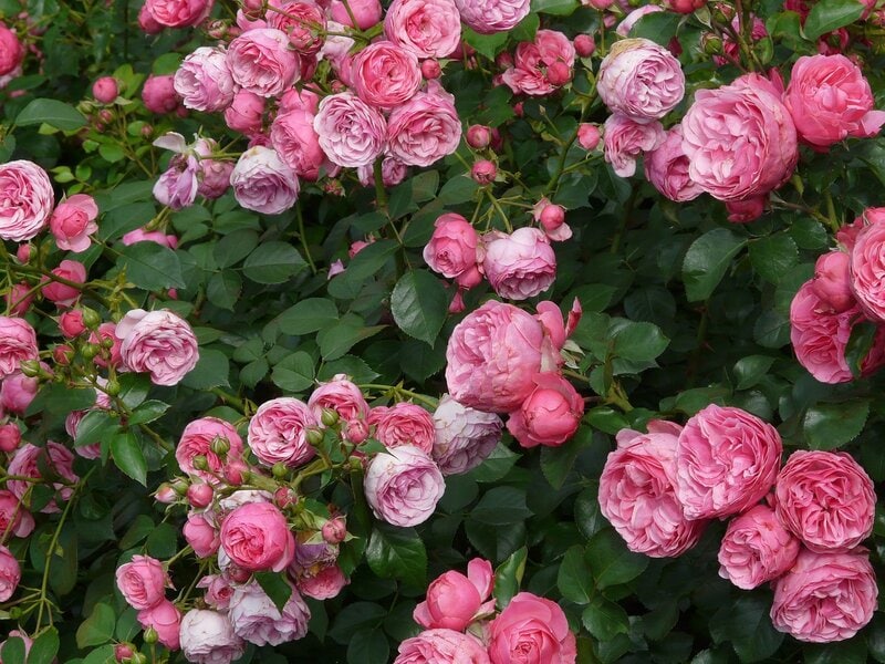 pink rose shrub