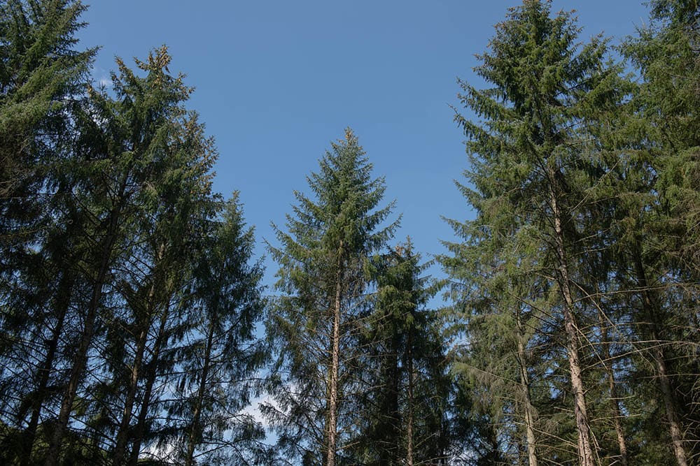 Sitka Spruce Trees