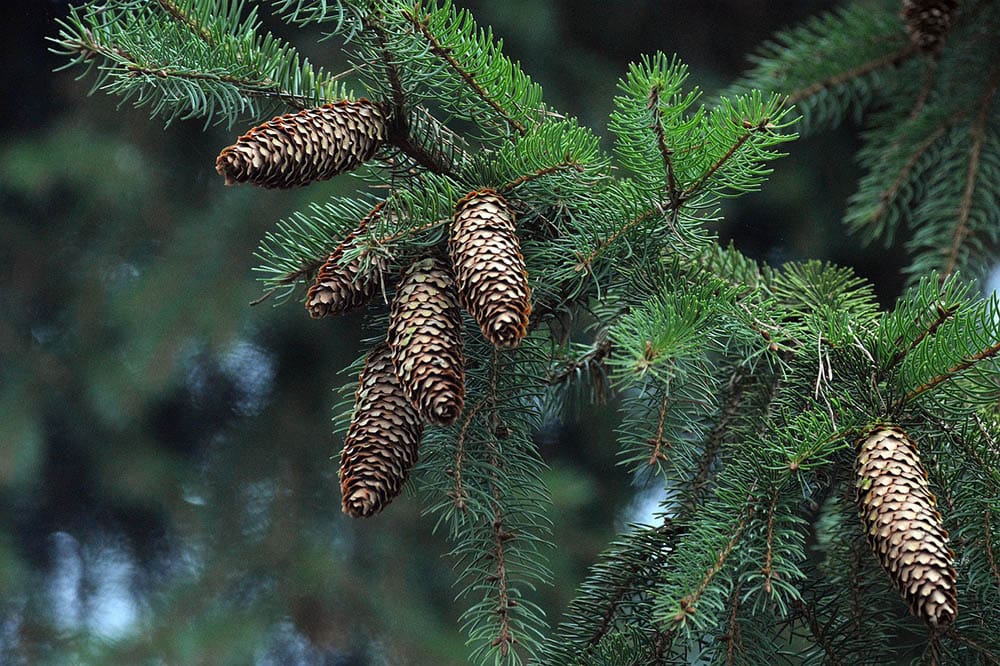 spruce cones up close