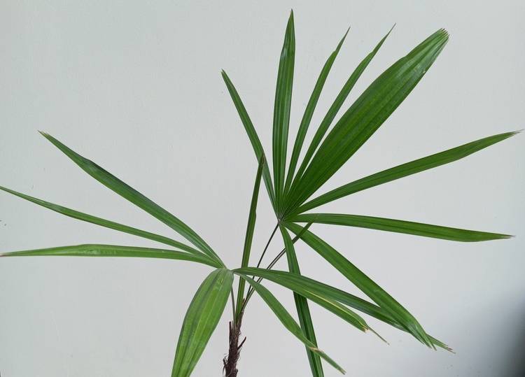 17 Different Types of Indoor Palm Trees (With Pictures) | House Grail