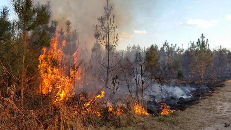 trees caught in flames in a forest fire