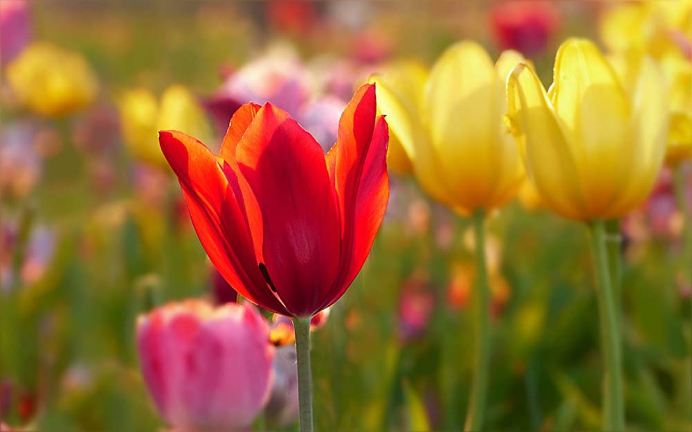 tulips close up