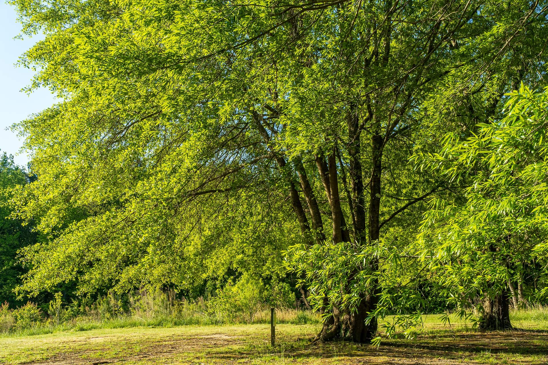 18 Types of Trees in Kansas (With Pictures) House Grail