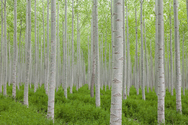 15-types-of-poplar-trees-with-pictures-house-grail