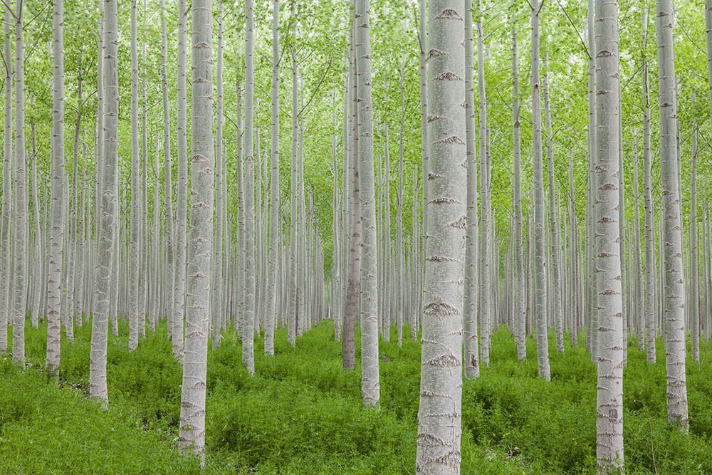 15 Types of Poplar Trees (With Pictures) | House Grail