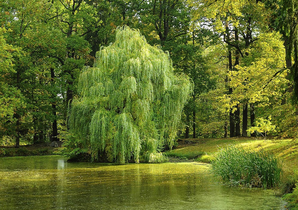 13 Different Types of Willow Trees (With Pictures) | House Grail