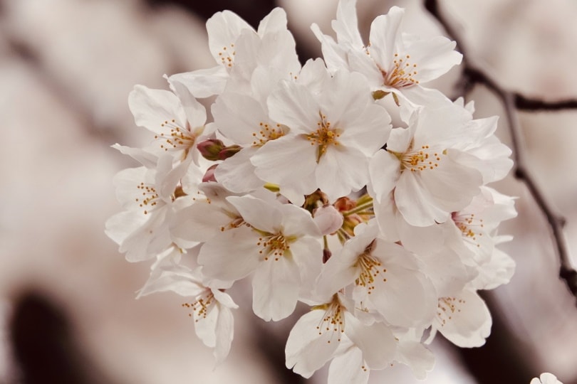 yoshino cherry tree