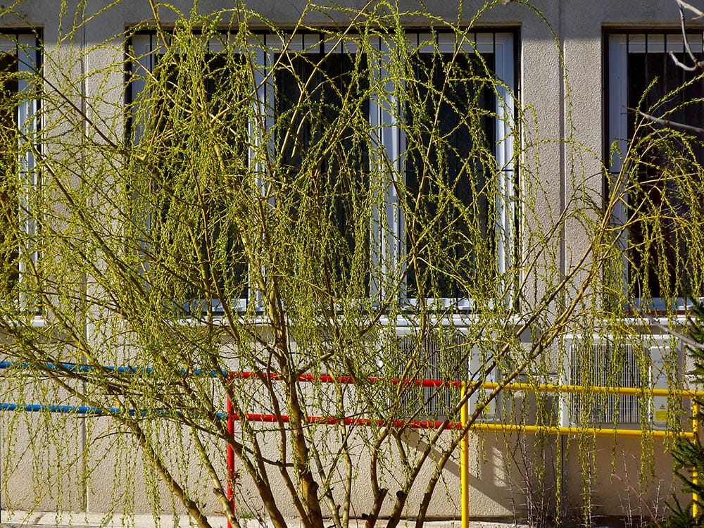young yellow willow tree
