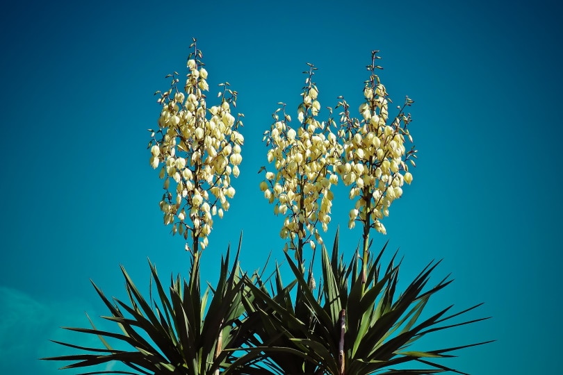 what-is-the-state-flower-of-new-mexico-history-facts-house-grail