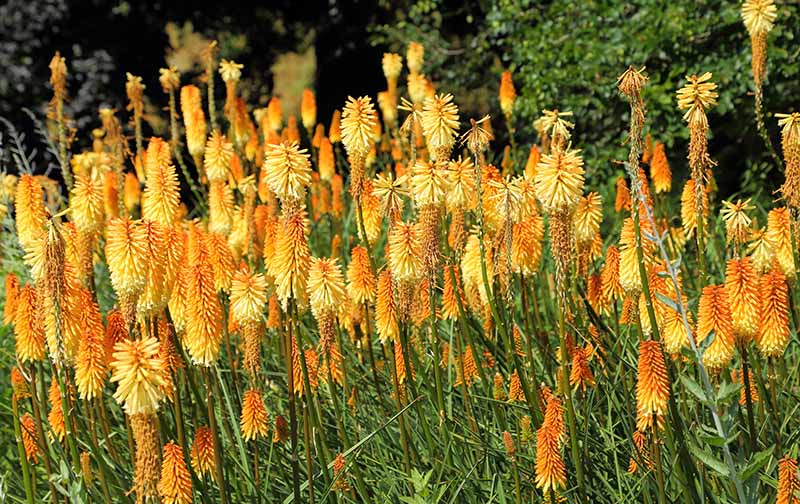 A beautifully blooming tritome group. Tritomea, torch lily, red hot poker
