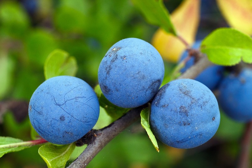 Blackthorn Plum Tree