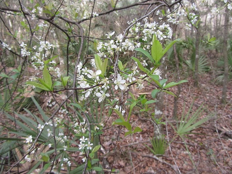 Chickasaw Plum (32761984983)