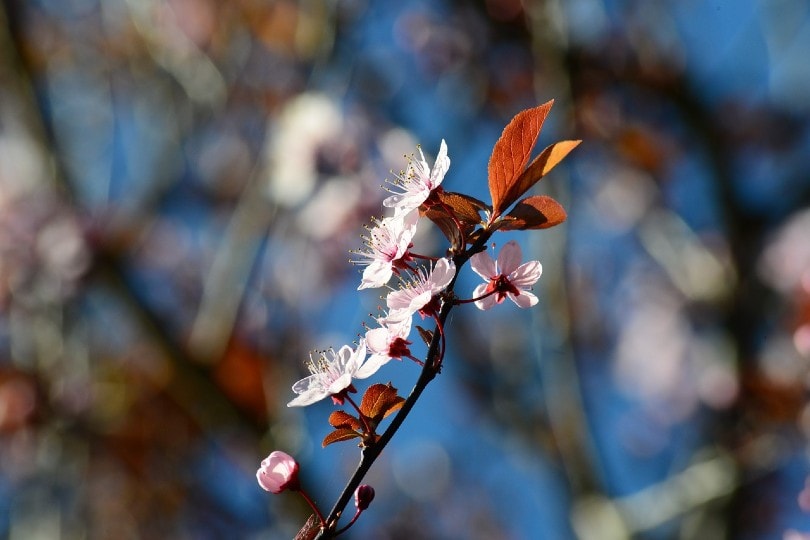 Chinese Plum Tree