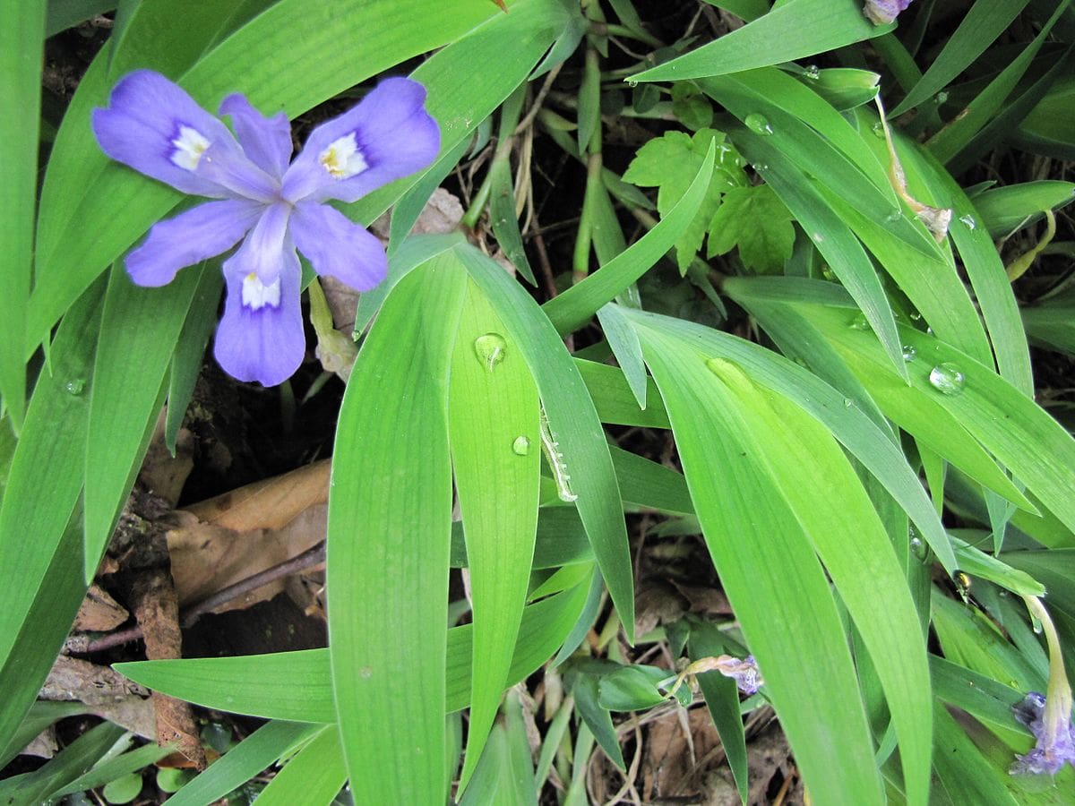 Dwarf Crested Iris (7125454557)