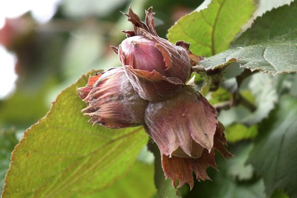 Hazelnut tree