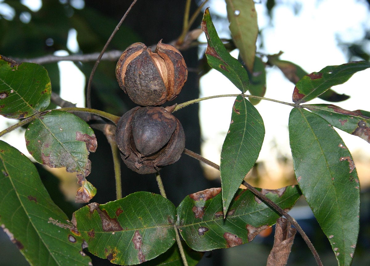 10 Types of Tree Nuts (with Pictures) House Grail