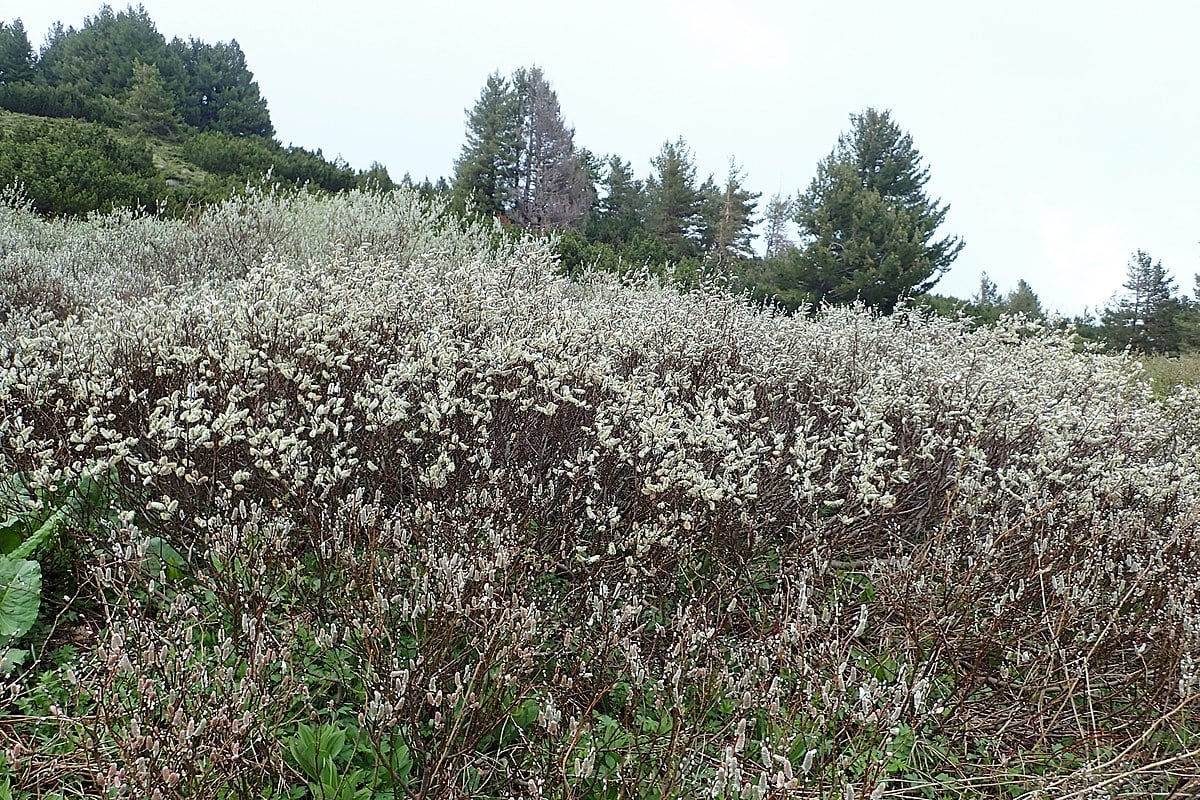 Salix lapponum kz03