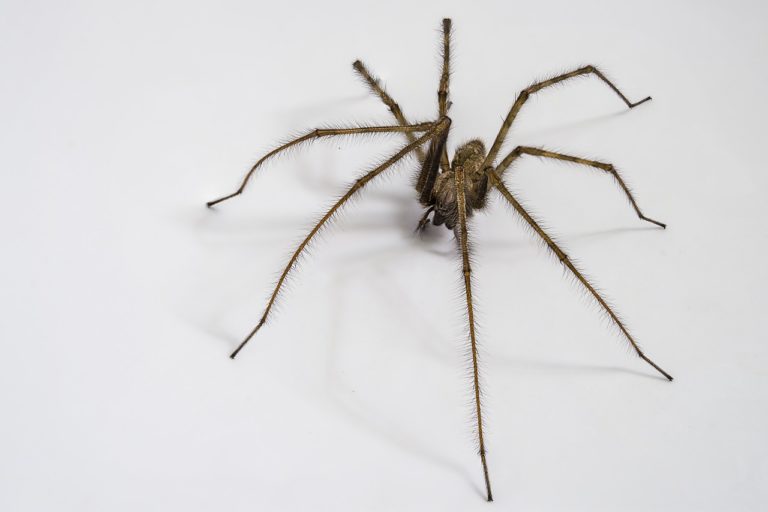 Why Are There So Many Spiders in My House? 11 Possible Reasons House
