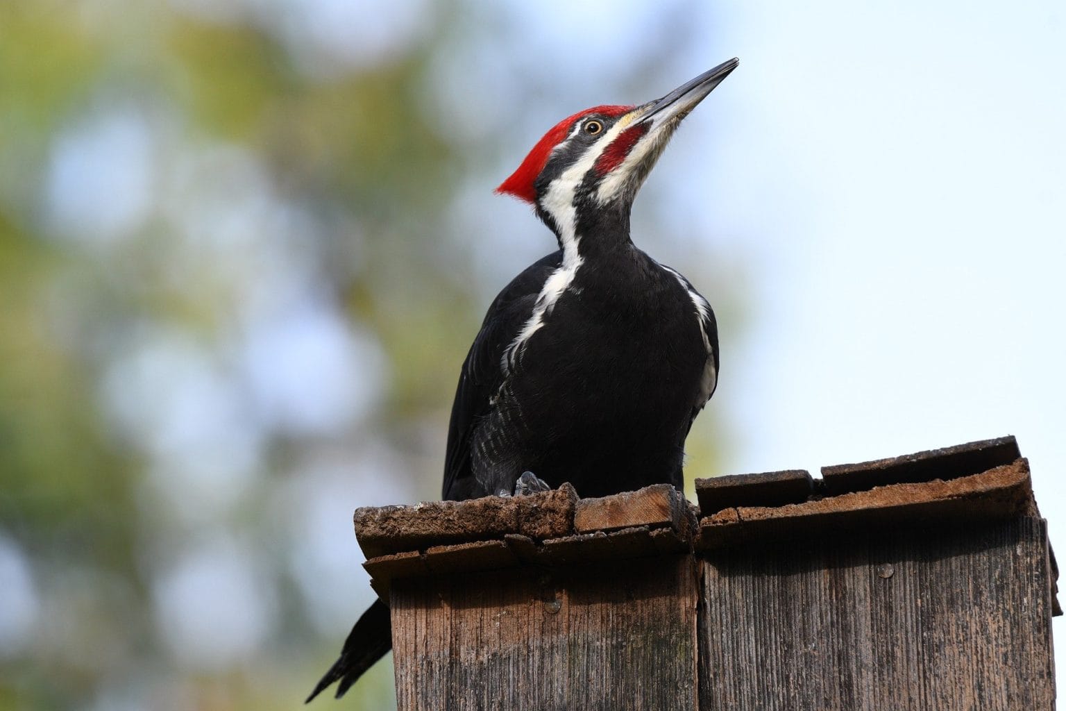 How To Stop Woodpeckers From Pecking Your House House Grail   Woodpecker Pixabay 1536x1024 