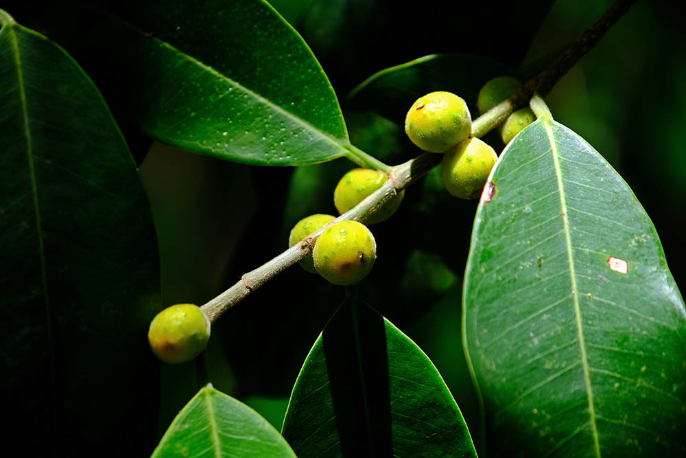 Banana-Leaf Fig close up