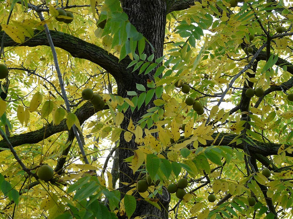 17 Different Types of Walnut Trees (with Pictures) | House Grail