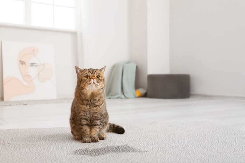 How to Get Rid of Cat Smell in Apartment? 