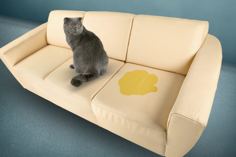 how-to-get-cat-poop-stains-and-smells-out-of-a-couch-8-potential